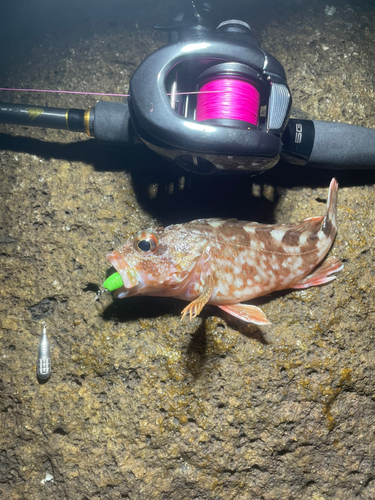 カサゴの釣果