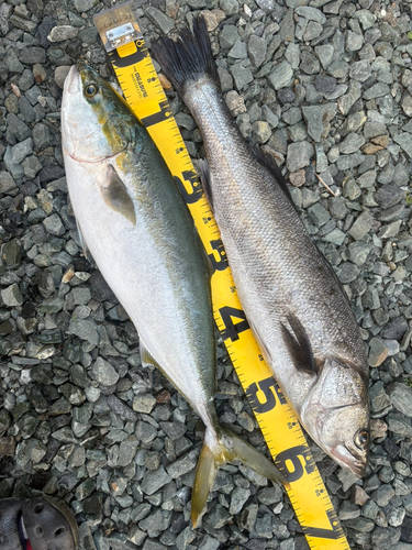 シーバスの釣果