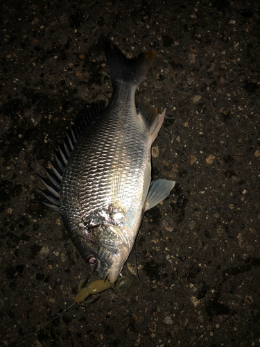 キビレの釣果