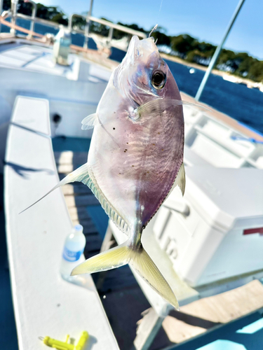 ナンヨウカイワリの釣果