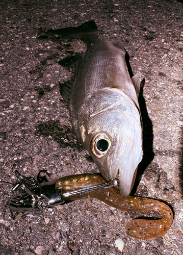 セイゴ（マルスズキ）の釣果