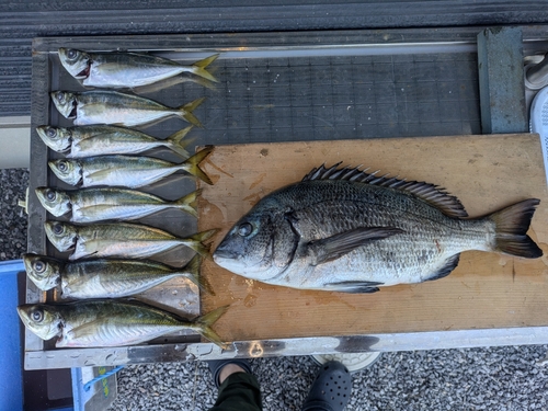 チヌの釣果