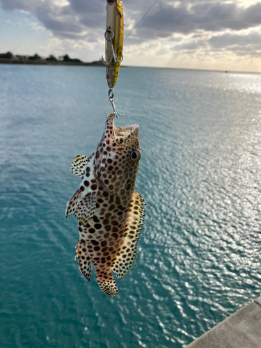 イシミーバイの釣果