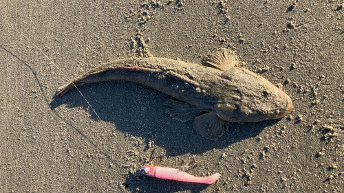 マゴチの釣果