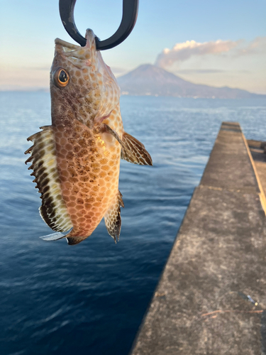 チャイロマルハタの釣果