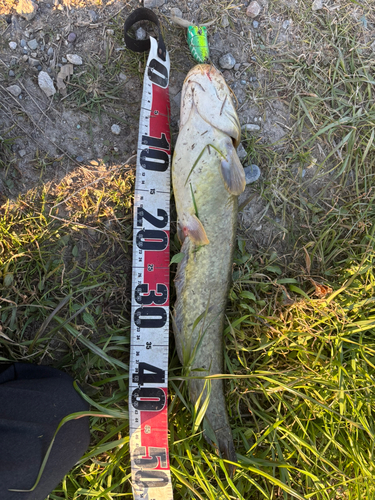 マナマズの釣果