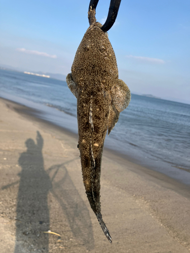 マゴチの釣果