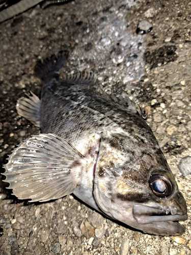 クロソイの釣果