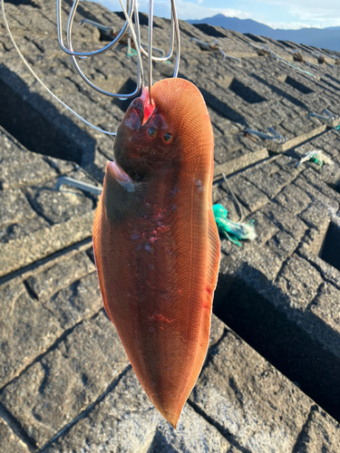 シタビラメの釣果