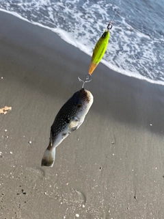 クサフグの釣果