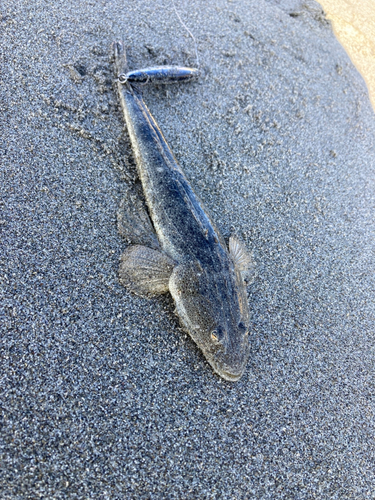 マゴチの釣果