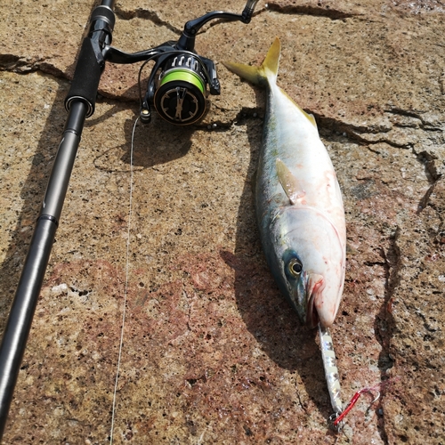 ハマチの釣果