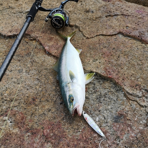 ハマチの釣果