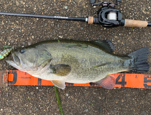 ブラックバスの釣果