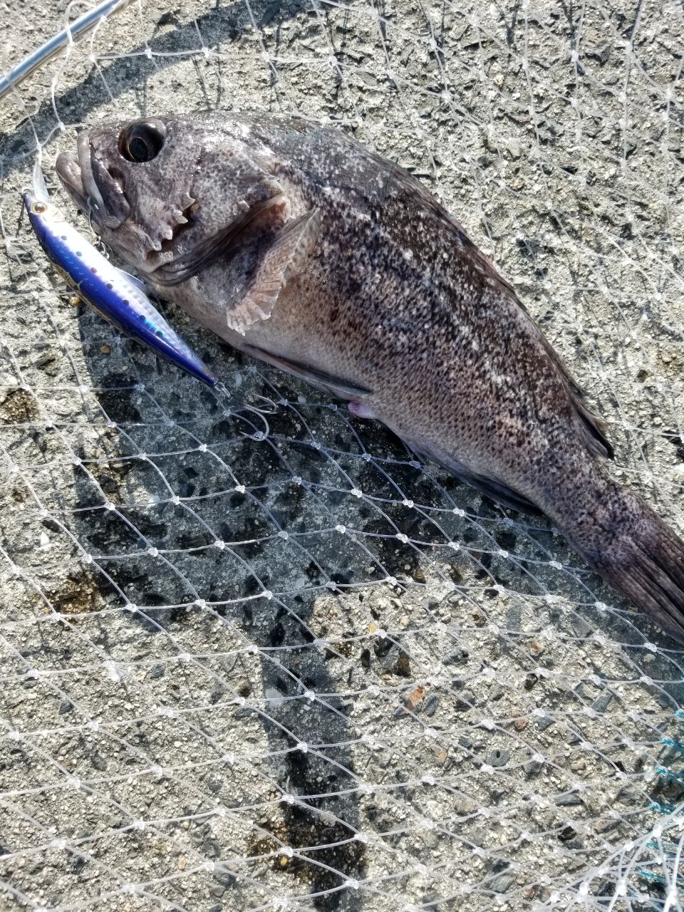 クロソイ