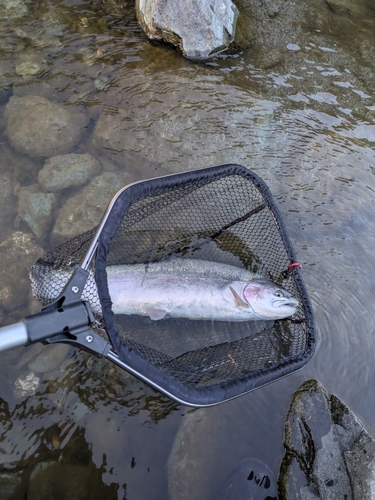 ニジマスの釣果