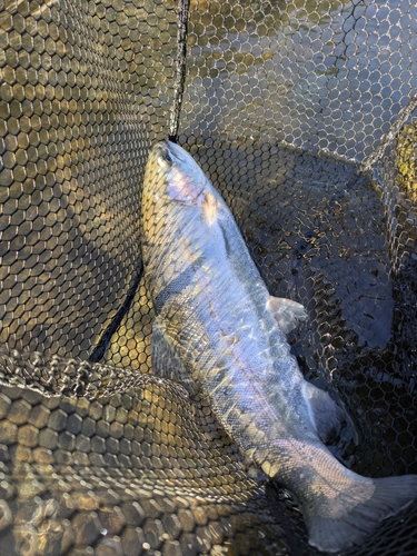 ニジマスの釣果