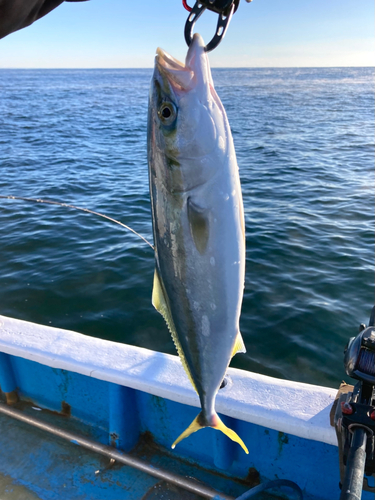 イナダの釣果