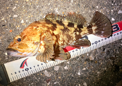 カサゴの釣果