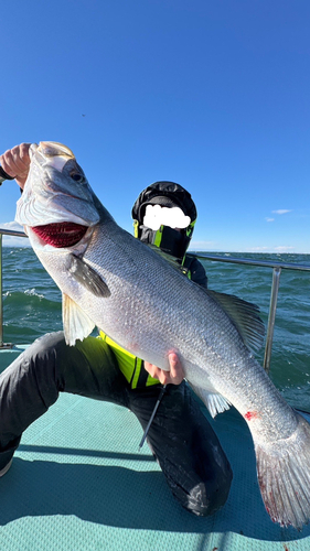 ヒラスズキの釣果