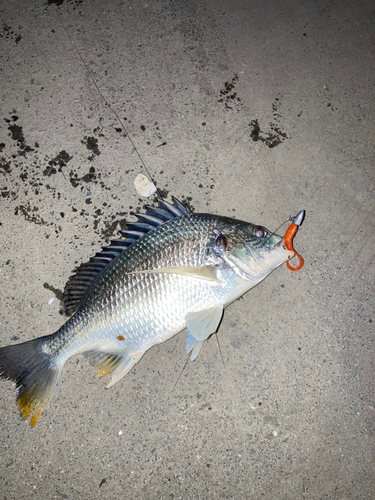 キビレの釣果