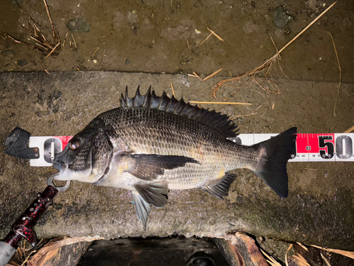 クロダイの釣果