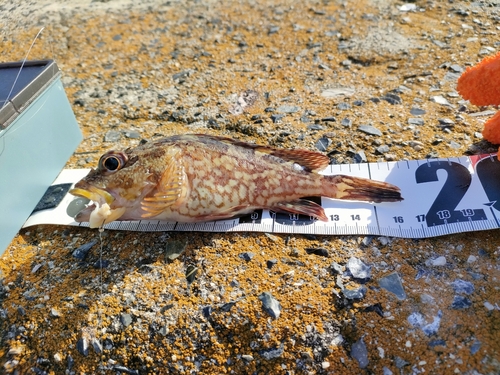 カサゴの釣果