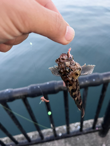 マイワシの釣果