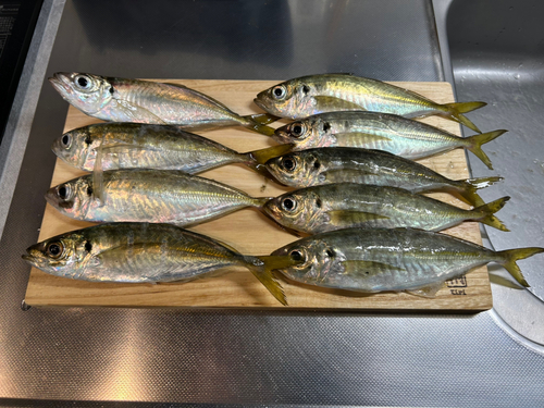 アジの釣果