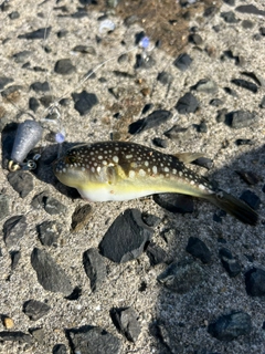 コモンフグの釣果