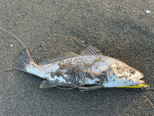 ニベの釣果