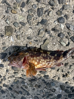 カサゴの釣果