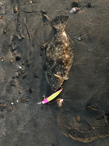 ヒラメの釣果