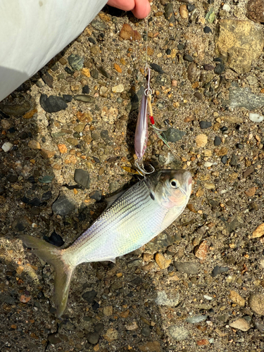 コノシロの釣果