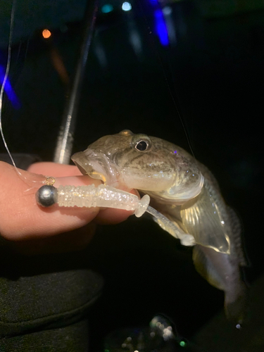 マハゼの釣果