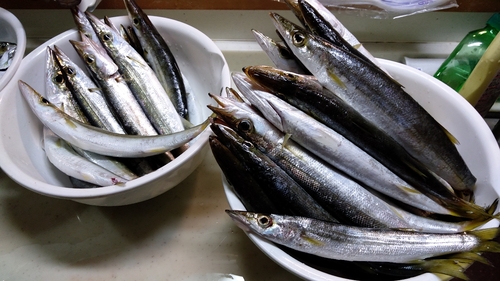 アカカマスの釣果