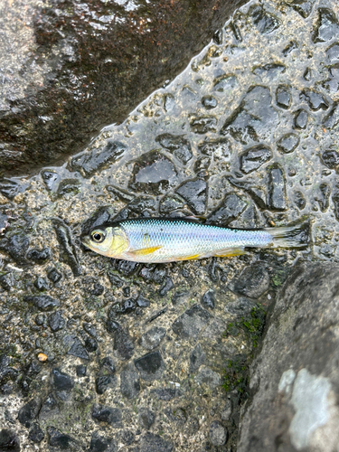 カワムツの釣果