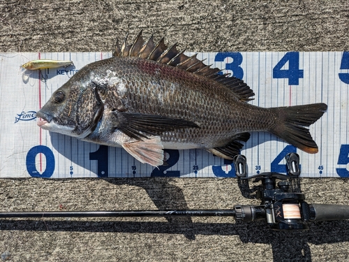 チヌの釣果