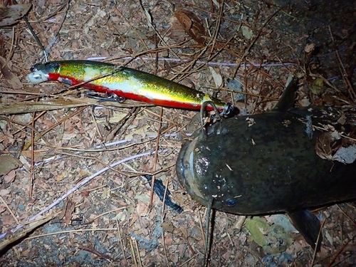 マナマズの釣果