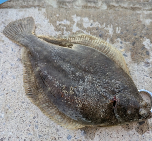 カレイの釣果