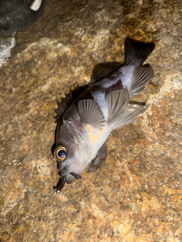 シロメバルの釣果