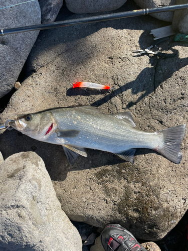 ヒラスズキの釣果