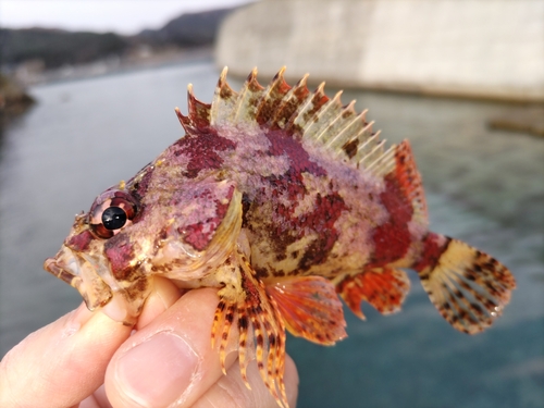 ヨロイメバルの釣果