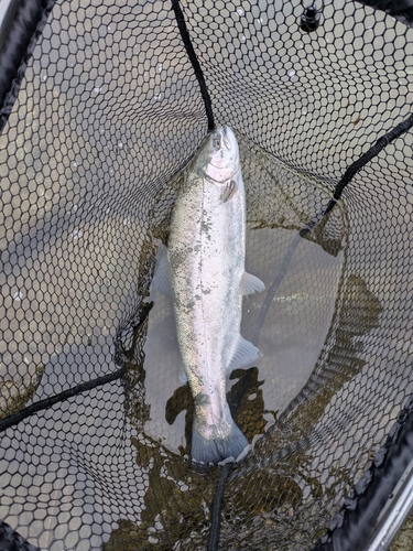 ニジマスの釣果