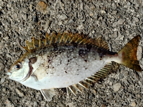 アイゴの釣果