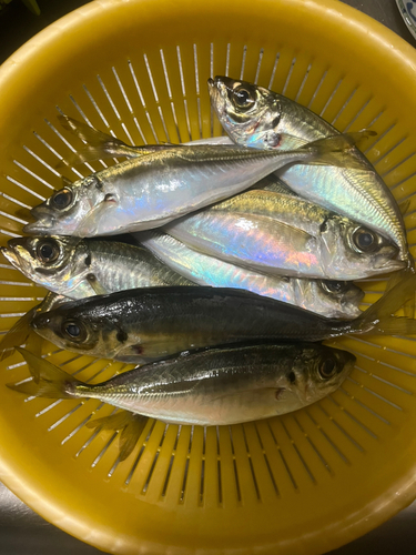 アジの釣果