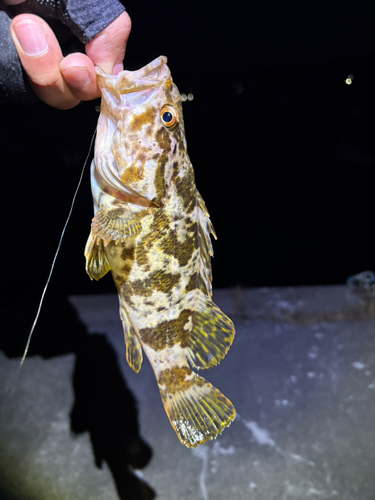 タケノコメバルの釣果