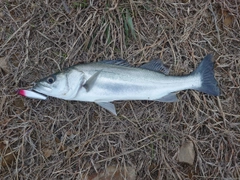 フッコ（マルスズキ）の釣果