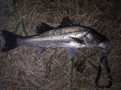 フッコ（マルスズキ）の釣果