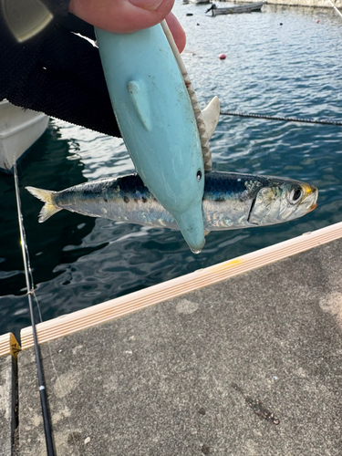 イワシの釣果